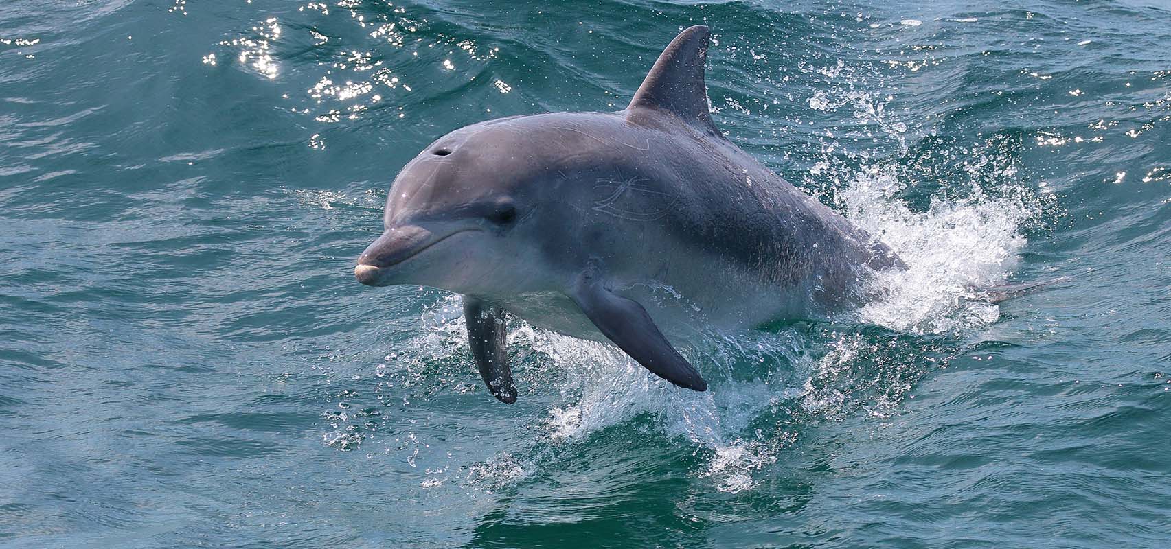 dolphin wild cruises huskisson